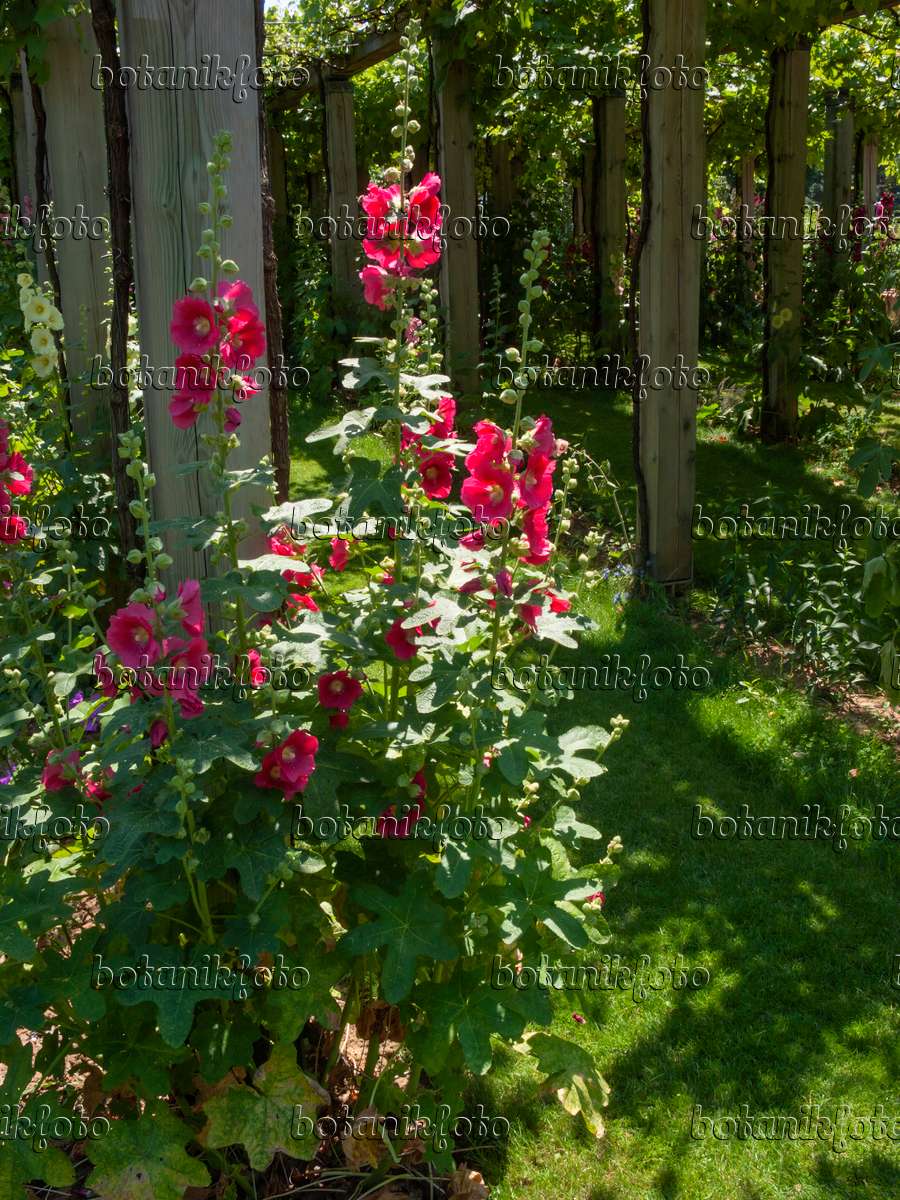 Image Common hollyhock (Alcea rosea) - 402081 - Images of Plants and  Gardens - botanikfoto