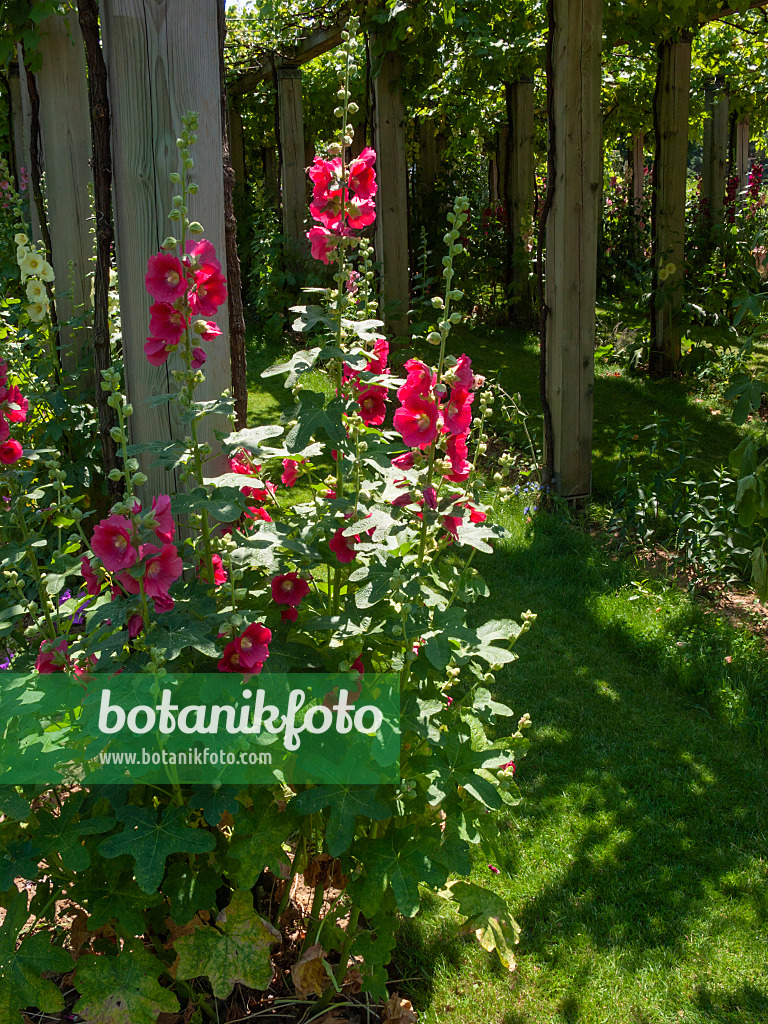 Image Common hollyhock (Alcea rosea) - 402081 - Images of Plants and  Gardens - botanikfoto