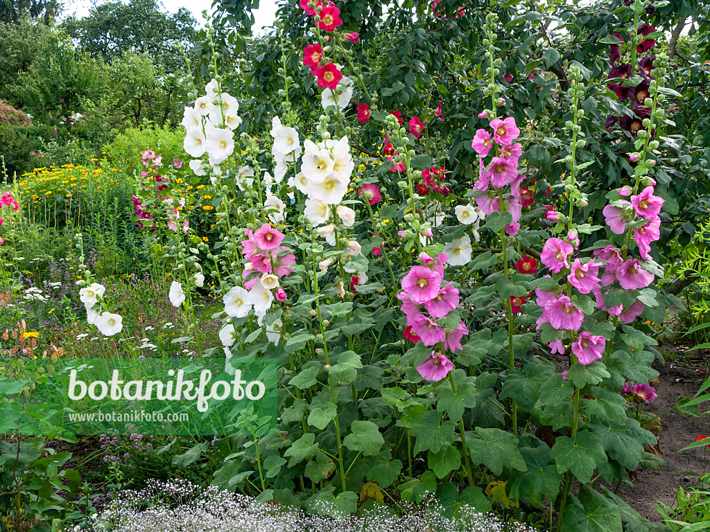 Image Common hollyhock (Alcea rosea) - 449053 - Images of Plants and  Gardens - botanikfoto