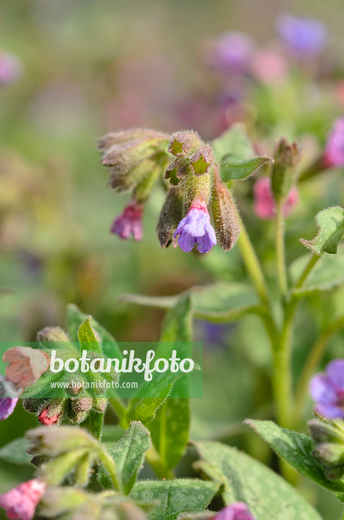 519055 - Common lungwort (Pulmonaria officinalis)