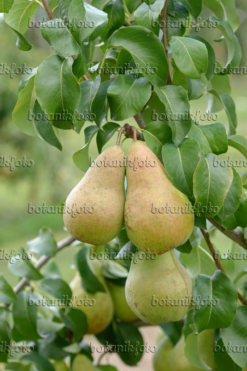 https://www.botanikfoto.com/layout/image-photo-common-pear-pyrus-communis-concorde-547239.jpg