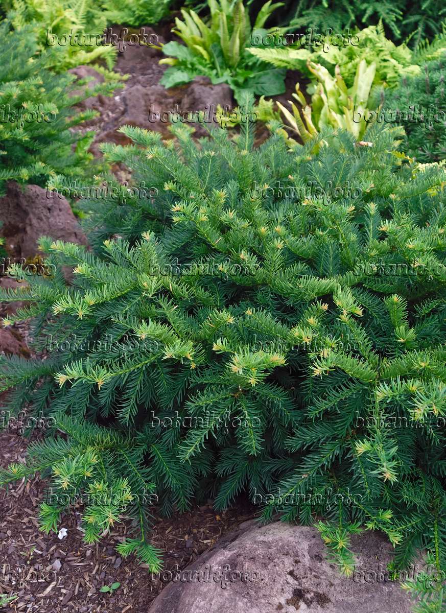 Images Taxus   Images of Plants and Gardens   botanikfoto