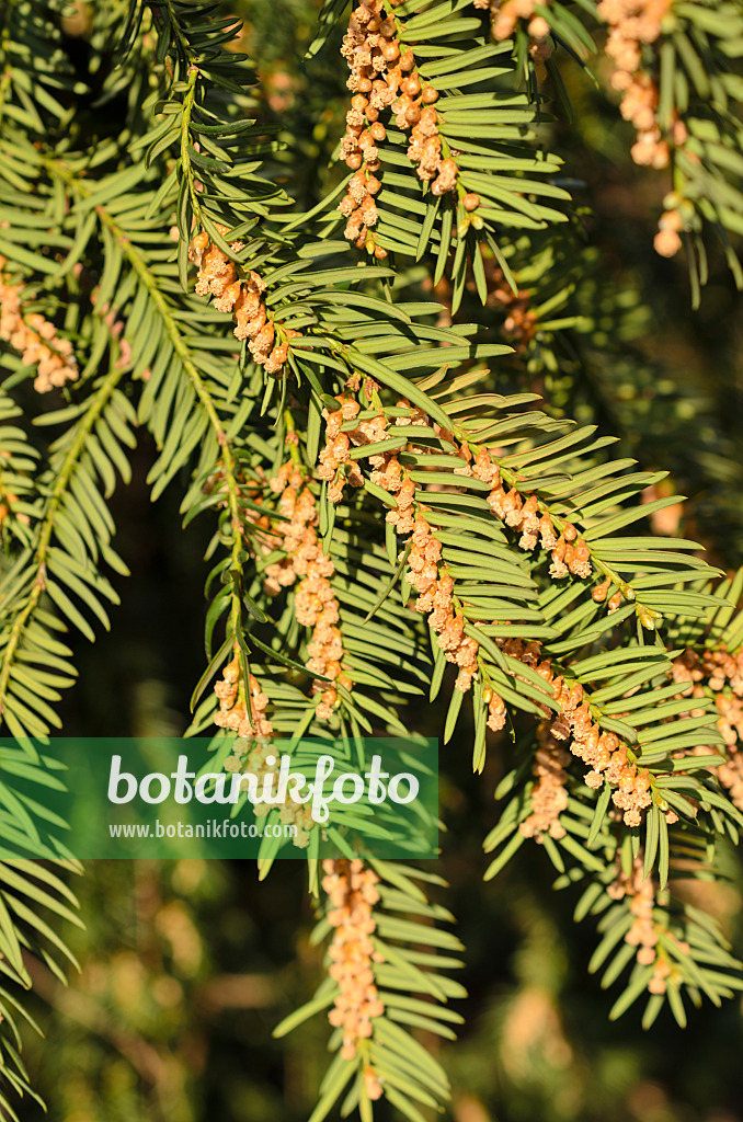 507065 - Common yew (Taxus baccata) with male flowers