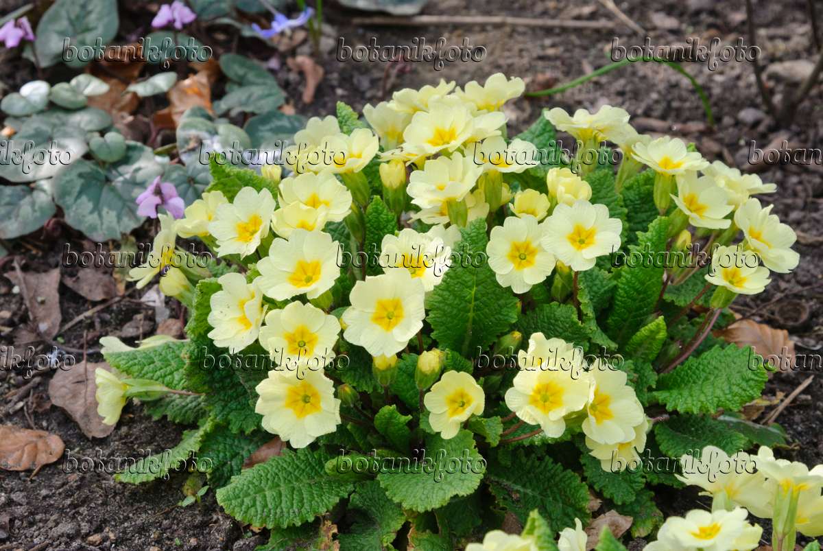 Image Comon primrose (Primula of Gardens vulgaris botanikfoto 479053 - Plants and syn. - Primula - acaulis) Images