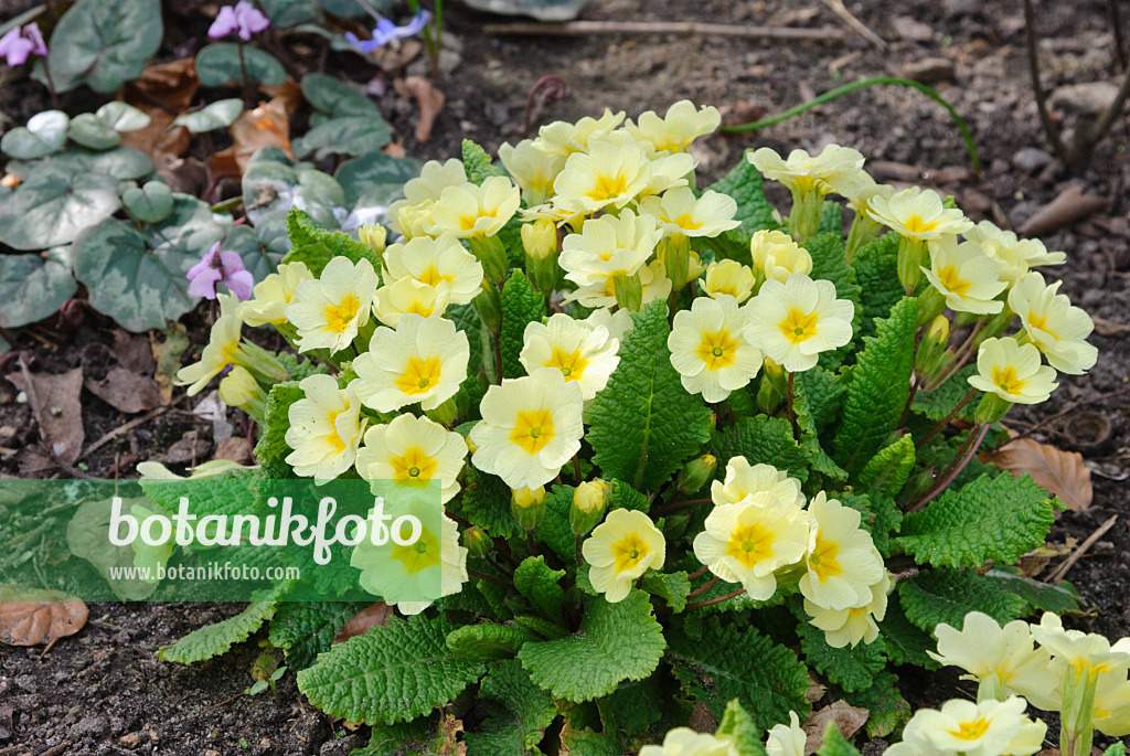 Image Comon primrose (Primula of Gardens vulgaris botanikfoto 479053 - Plants and syn. - Primula - acaulis) Images