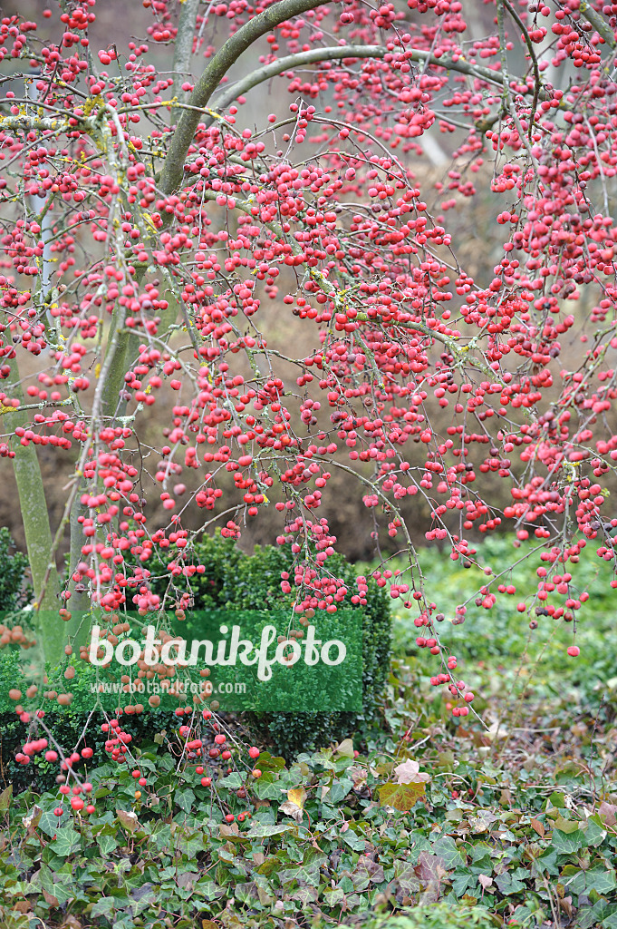 Image Crab apple (Malus x robusta 'Red Sentinel') - 526120 - Images of Plants and - botanikfoto