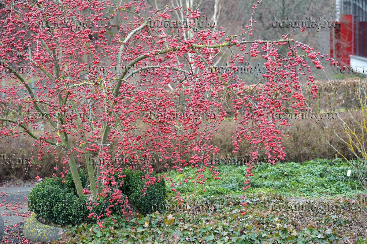Image apple x robusta 'Red Sentinel') 535300 - Images Plants and Gardens - botanikfoto