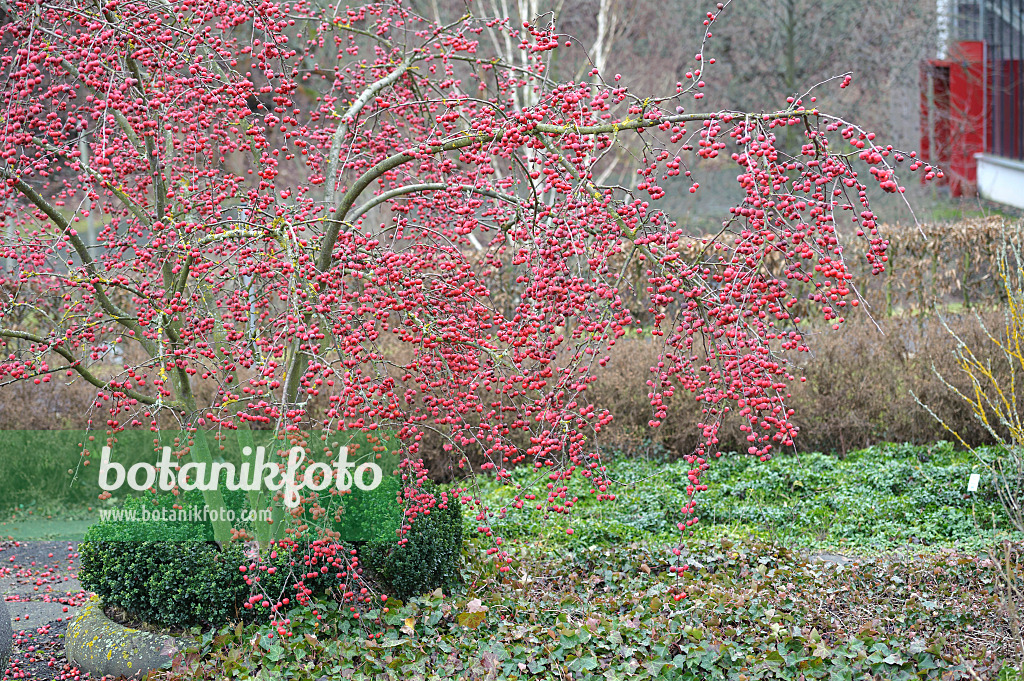 Image apple x robusta 'Red Sentinel') 535300 - Images Plants and Gardens - botanikfoto