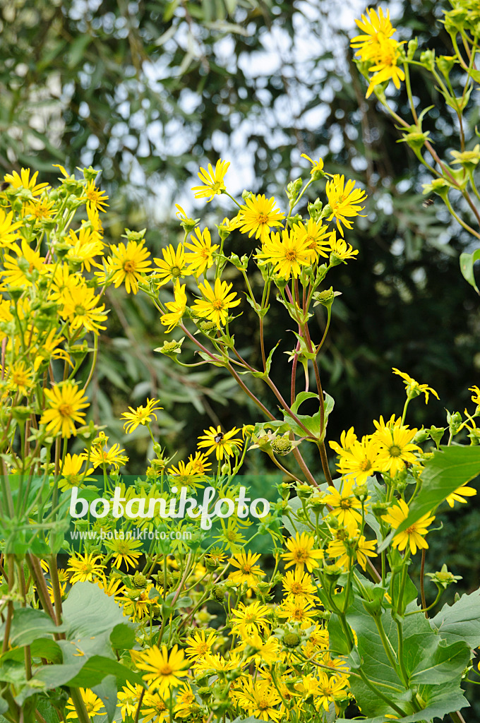 Cup Plant (Silphium perfoliatum)