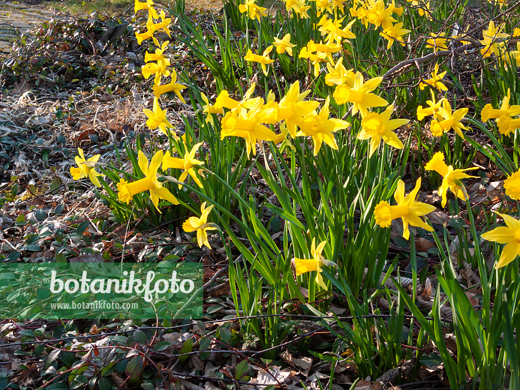 Image Cyclamen-flowered daffodil (Narcissus cyclamineus 'Peeping Tom') -  400085 - Images of Plants and Gardens - botanikfoto