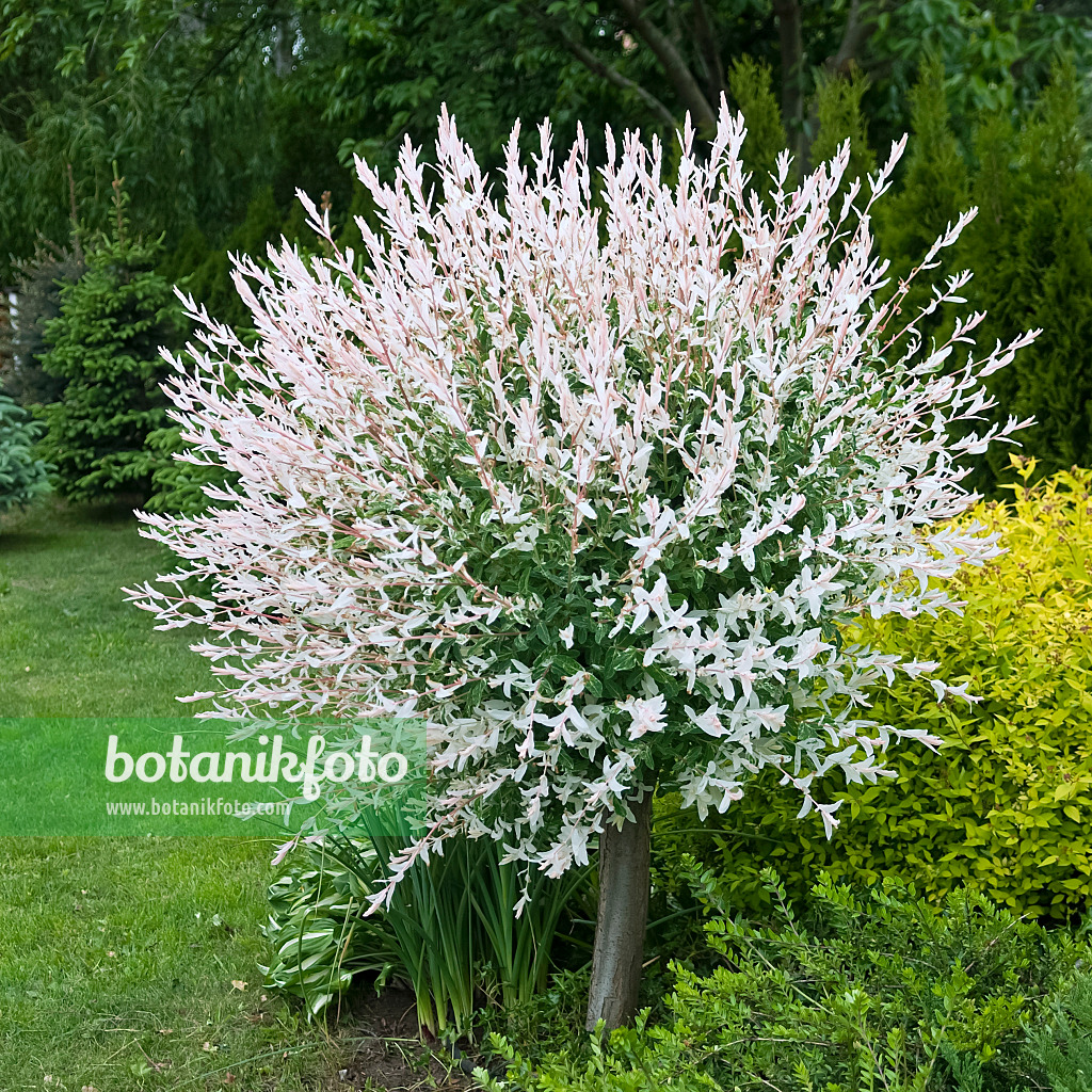 integra hakuro nishiki – salix integra hakuro nishiki tree – Mykinsdy