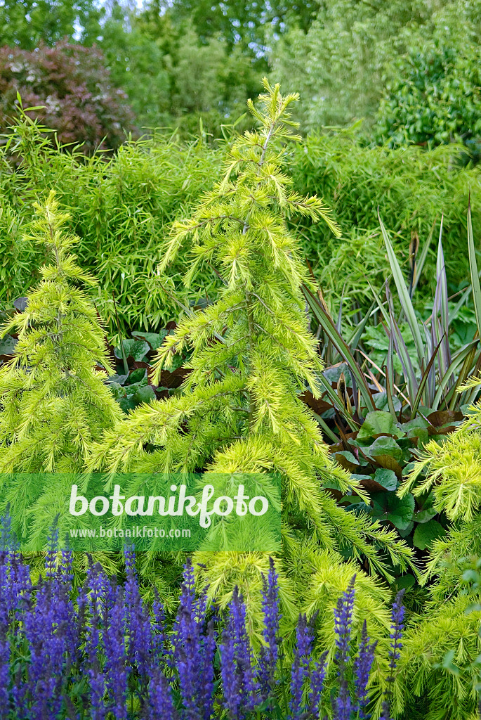 Dwarf Deodar Cedar Tree