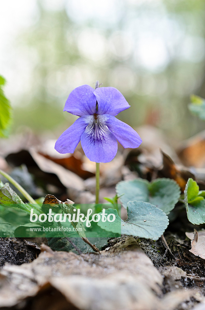 507165 - Early dog violet (Viola reichenbachiana)