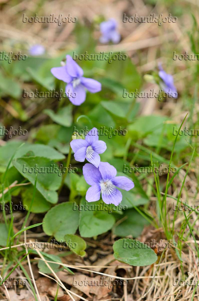 544037 - Early dog violet (Viola reichenbachiana)