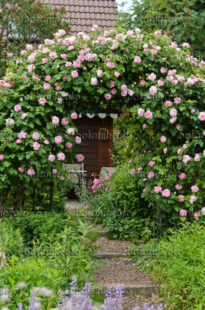 and - - of Plants botanikfoto Images Images 6 Roses Gardens