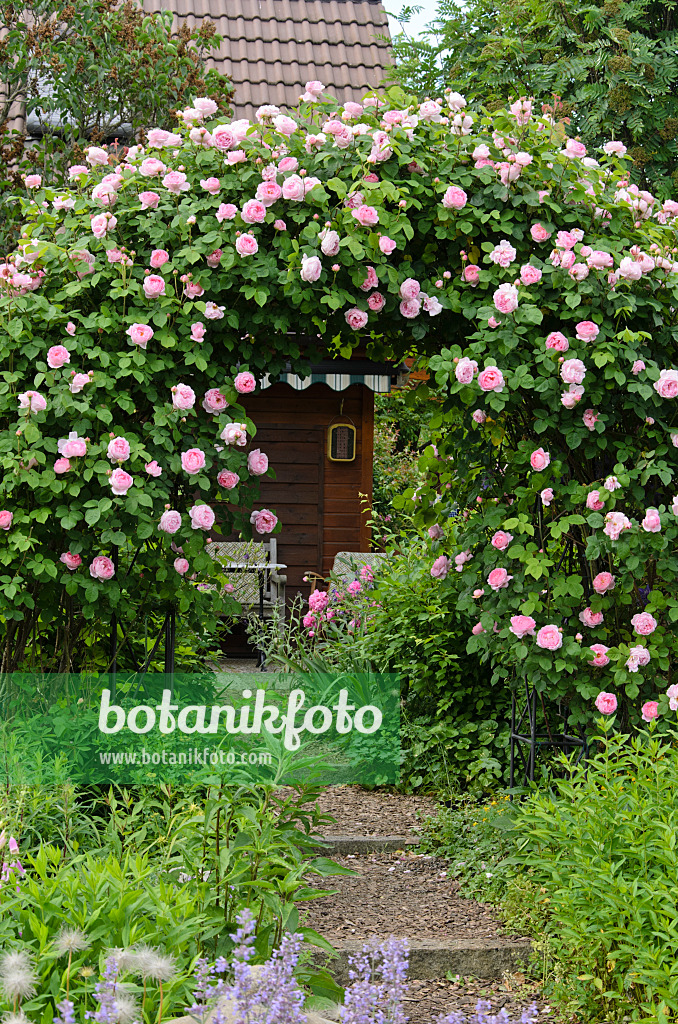 Images Roses 6 - Images of Plants and Gardens - botanikfoto | Kunstblumen