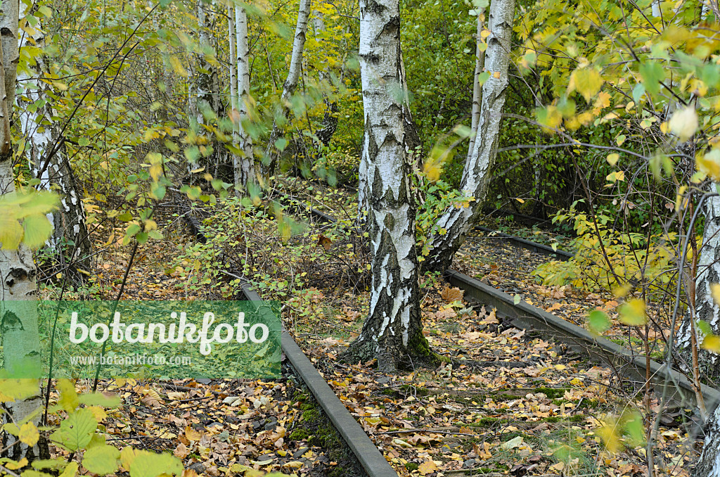 Image European White Birches Betula Pendula Between Tracks On An