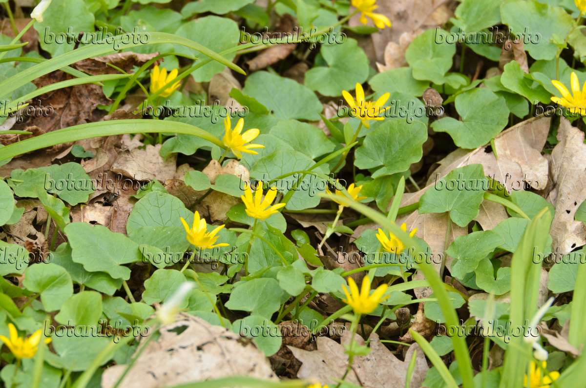 Image Ficaire fausse-renoncule (Ficaria verna syn. Ranunculus ficaria) et  ail (Allium paradoxum) - 507118 - Images de plantes et de jardins -  botanikfoto