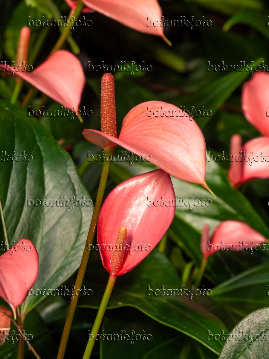 460147 - Flamingo flower (Anthurium andraeanum 'Micra')