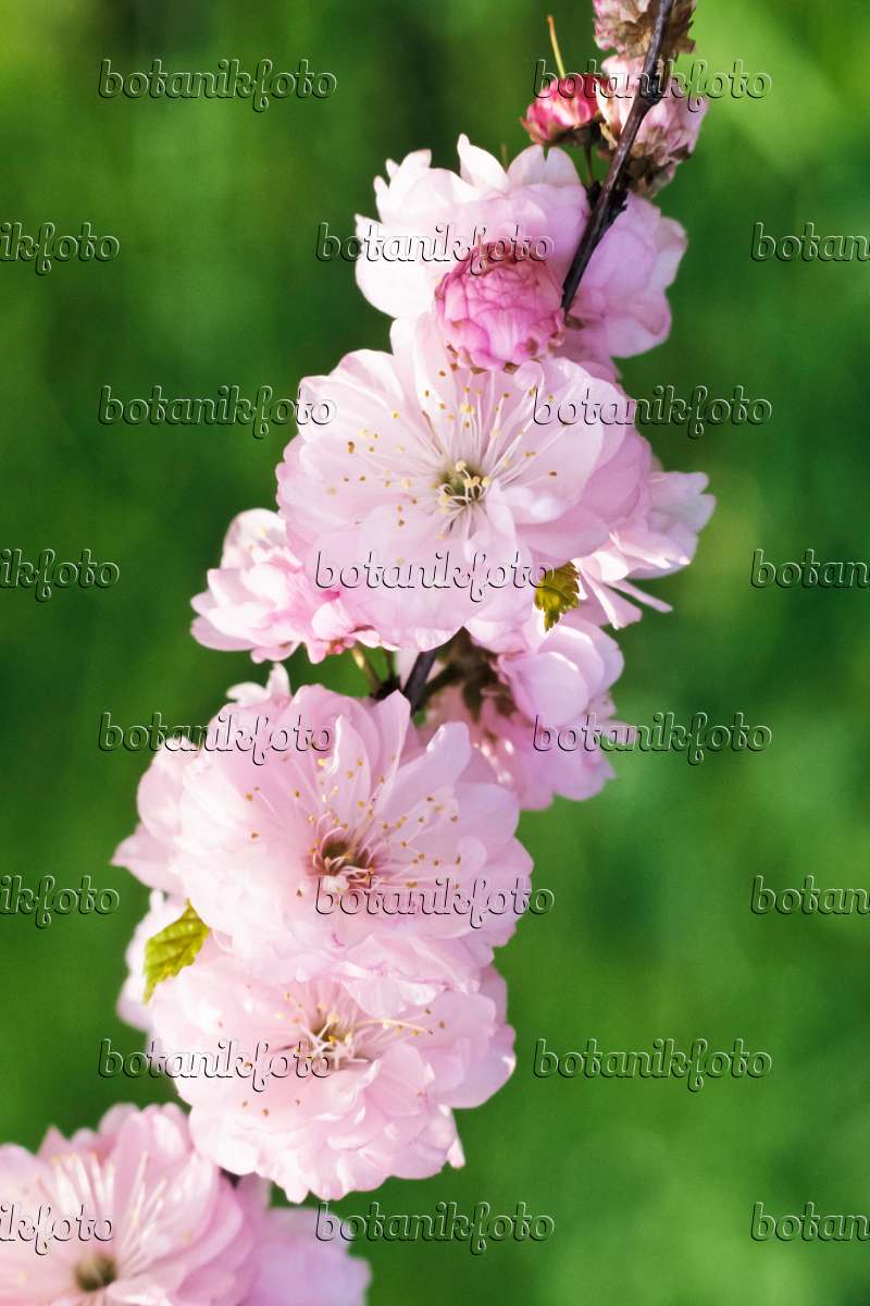 364034 - Flowering almond (Prunus triloba 'Multiplex')