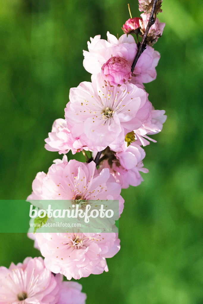 364034 - Flowering almond (Prunus triloba 'Multiplex')