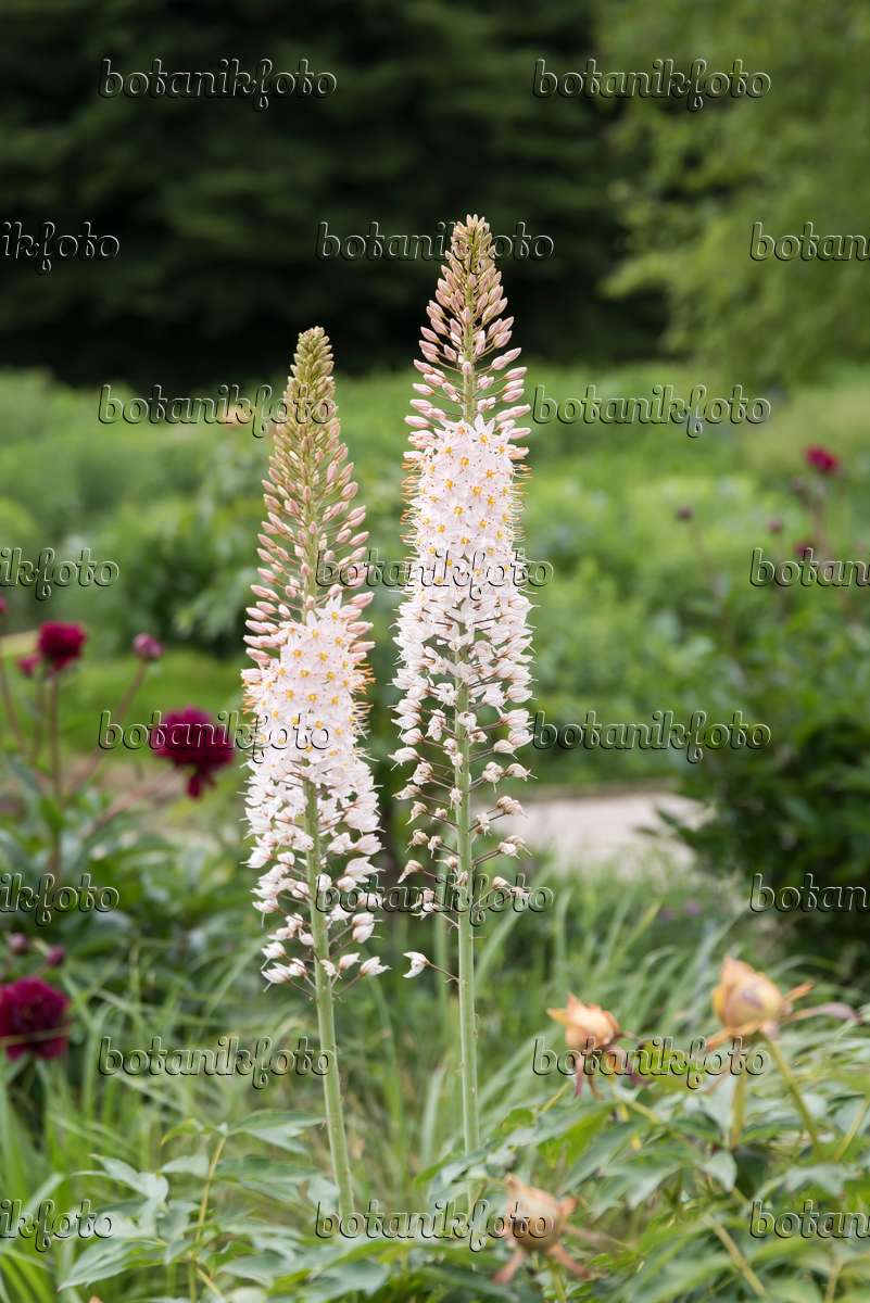 616387 - Foxtail lily (Eremurus robustus)