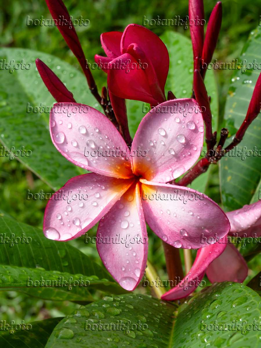 Image Frangipanier rouge (Plumeria rubra) - 434043 - Images de plantes et  de jardins - botanikfoto