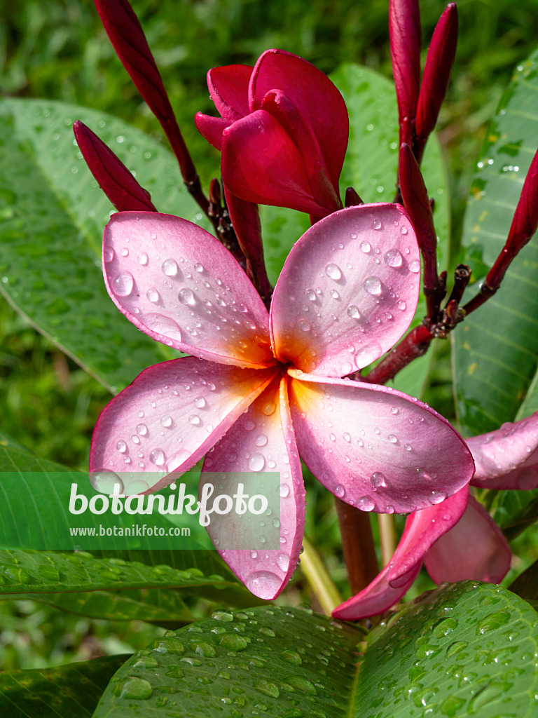 Image Frangipanier rouge (Plumeria rubra) - 434043 - Images de plantes et  de jardins - botanikfoto