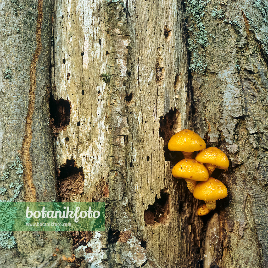 Image Fungi on rotten wood, Bavarian Forest National Park, Germany