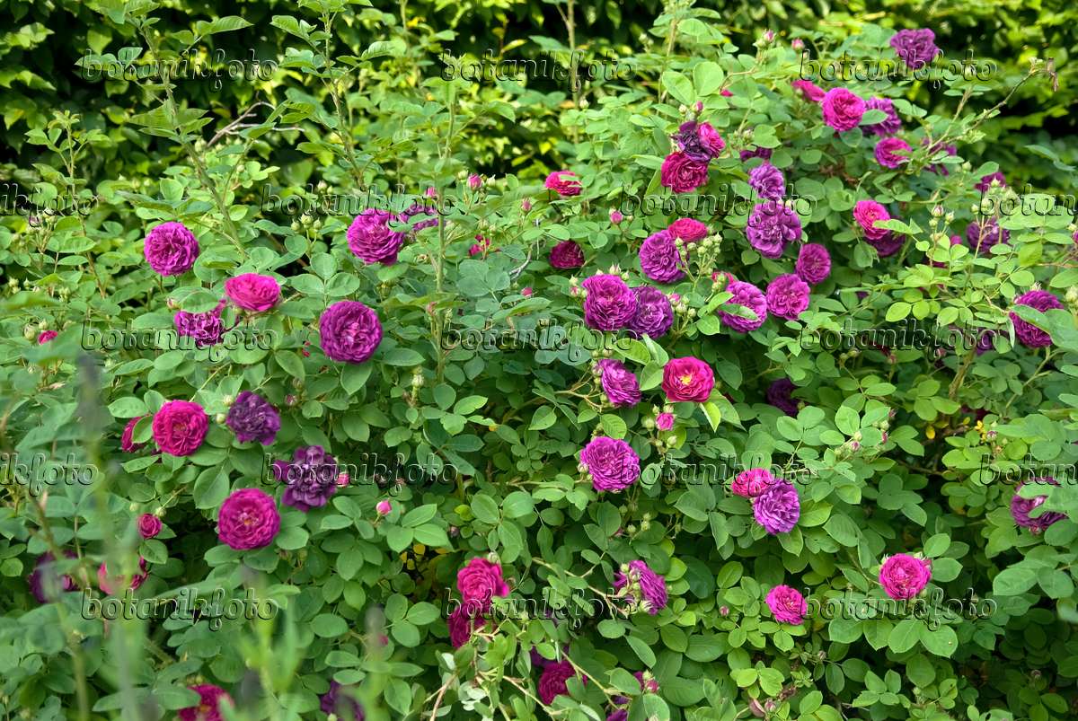Rosa Gallica French Rose Go Botany