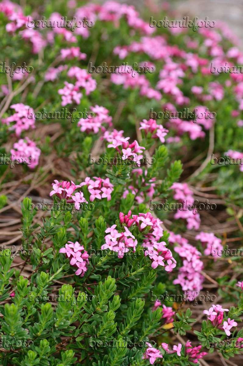 484039 - Garland flower (Daphne cneorum)