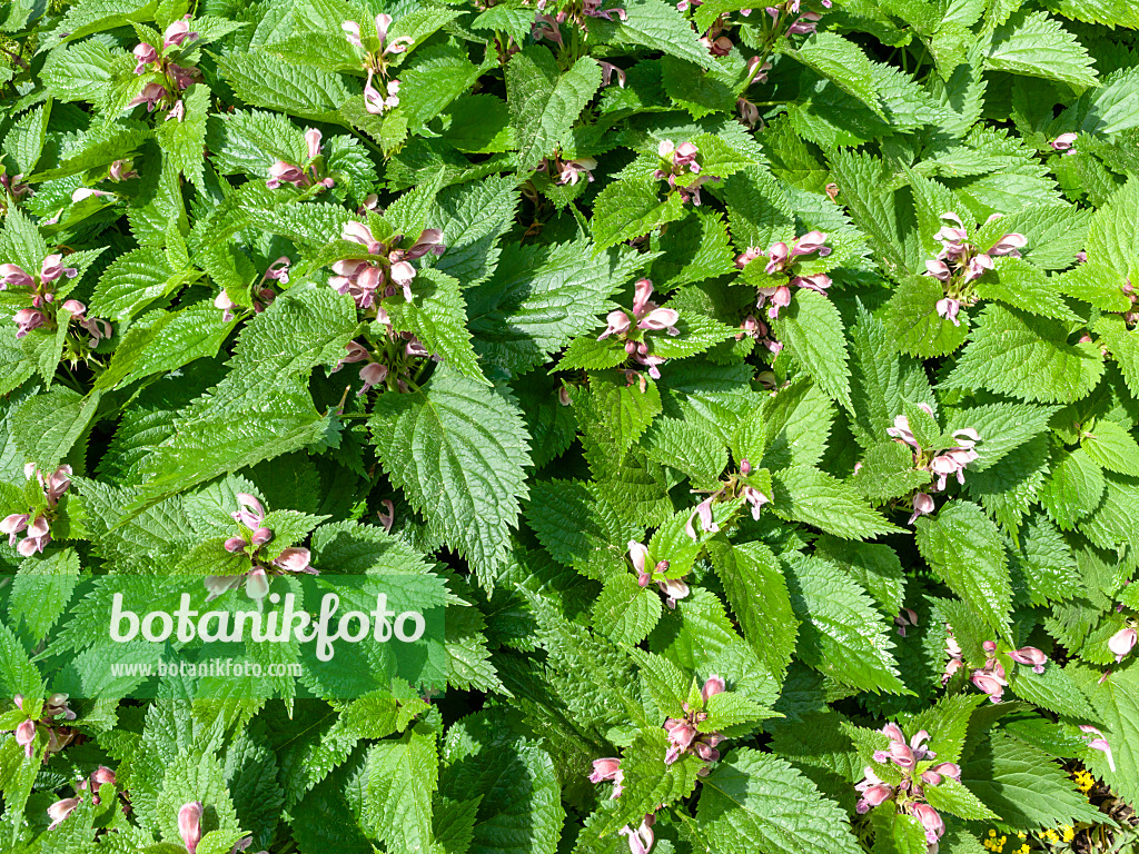 437297 - Giant dead nettle (Lamium orvala)