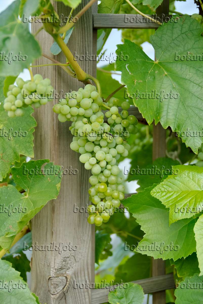 490185 - Grape vine (Vitis vinifera 'Lakemont')