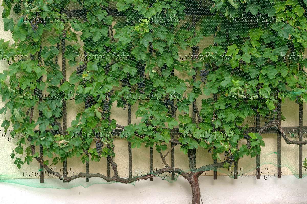 517393 - Grape vine (Vitis vinifera 'Mitschurinski') with bird net