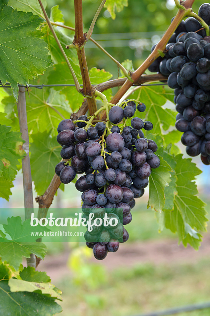 517398 - Grape vine (Vitis vinifera 'Transilvania')