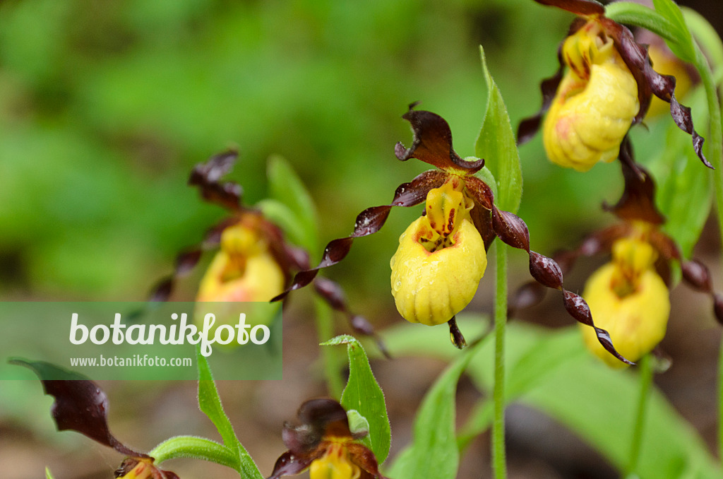 Yellow and purple lady slipper 2025