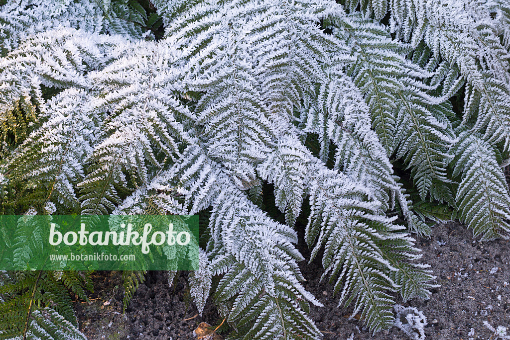 565038 - Hard shield fern (Polystichum aculeatum) with hoar frost