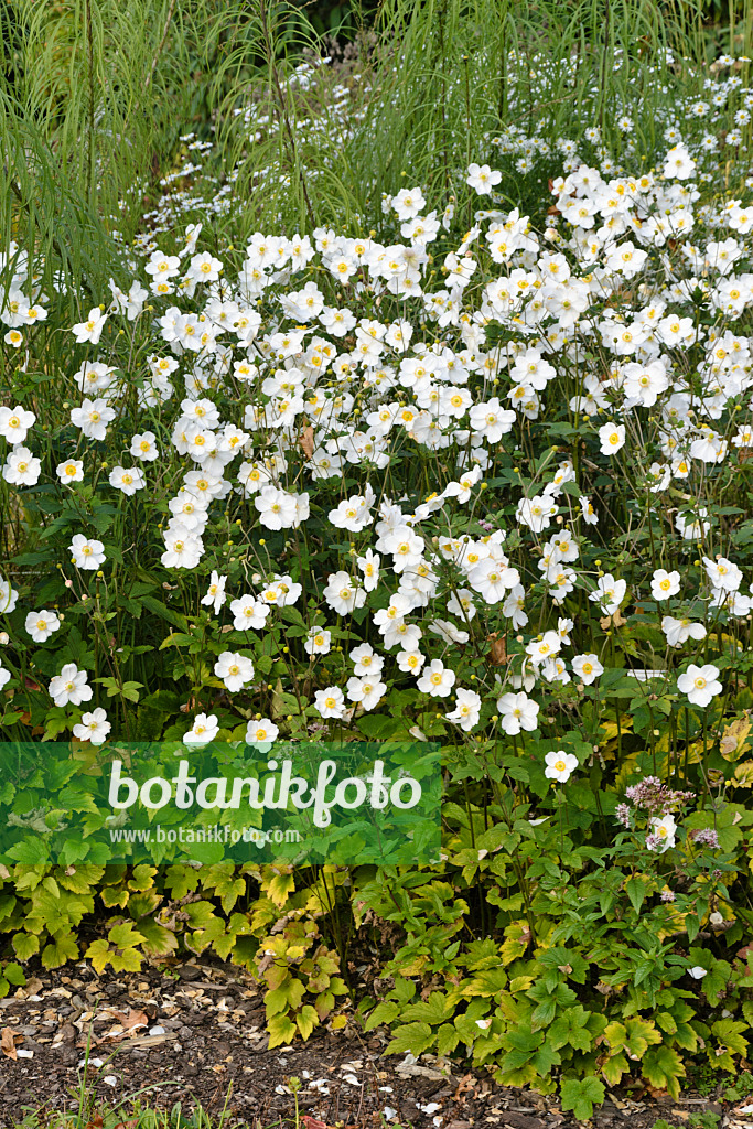 Image Japanese anemone (Anemone hupehensis var. japonica 'Honorine Jobert')  - 489054 - Images of Plants and Gardens - botanikfoto