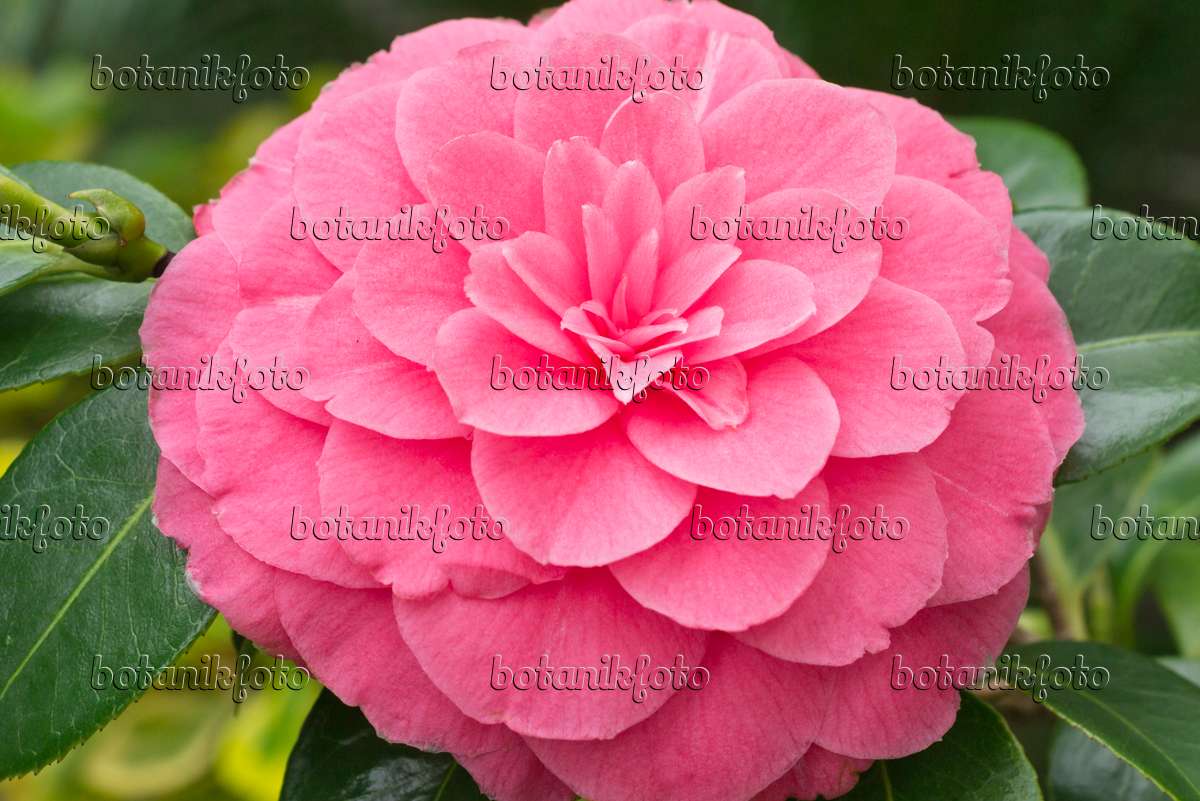 Image Japanese camellia (Camellia japonica 'General George Patton') -  554071 - Images of Plants and Gardens - botanikfoto