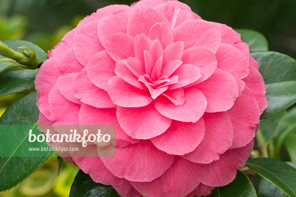 Image Japanese camellia (Camellia japonica 'General George Patton') -  554071 - Images of Plants and Gardens - botanikfoto