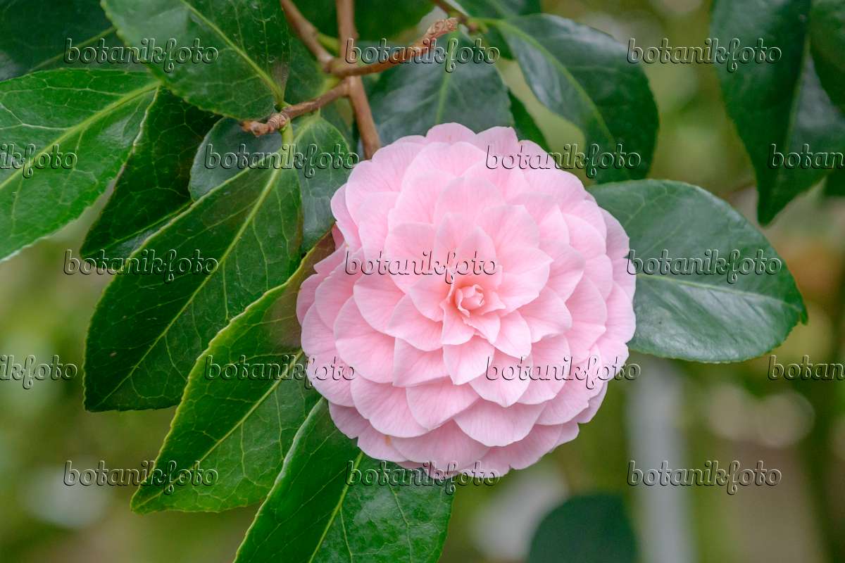 Images Camellias 2 - Images of Plants and Gardens - botanikfoto
