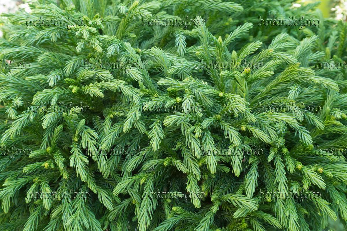 542001 - Japanese cedar (Cryptomeria japonica 'Globosa Nana')