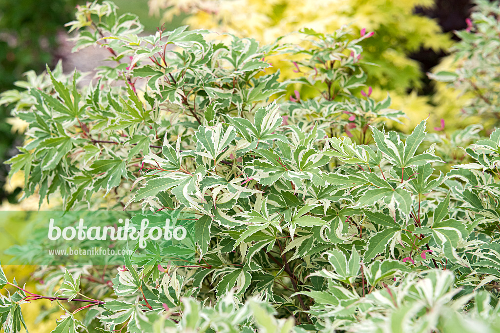 Image Japanese maple (Acer palmatum 'Butterfly') 638007 Images of