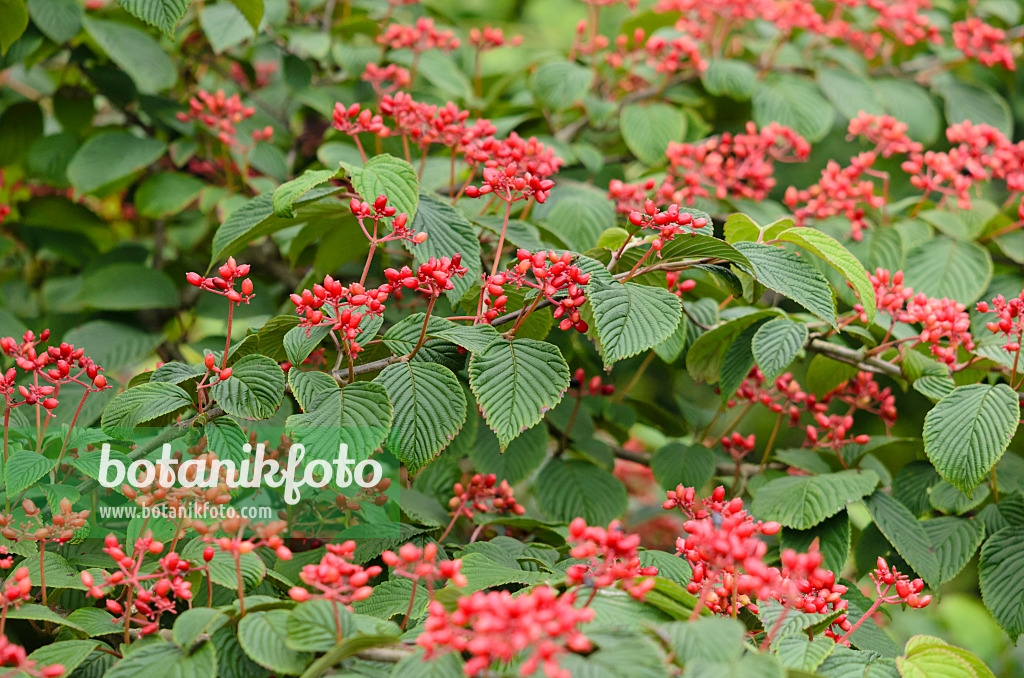 523134 - Japanese snowball (Viburnum plicatum 'Summer Snowflake')