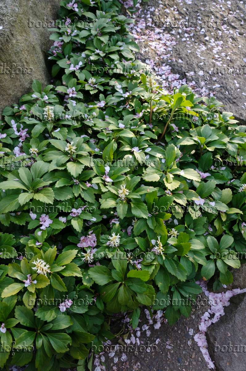 Image Japanese Spurge Pachysandra Terminalis 4294 Images And Videos Of Plants And Gardens Botanikfoto