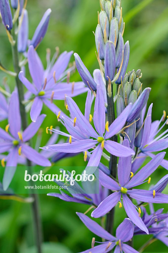 Image Large camas (Camassia leichtlinii) - 471291 - Images of Plants ...