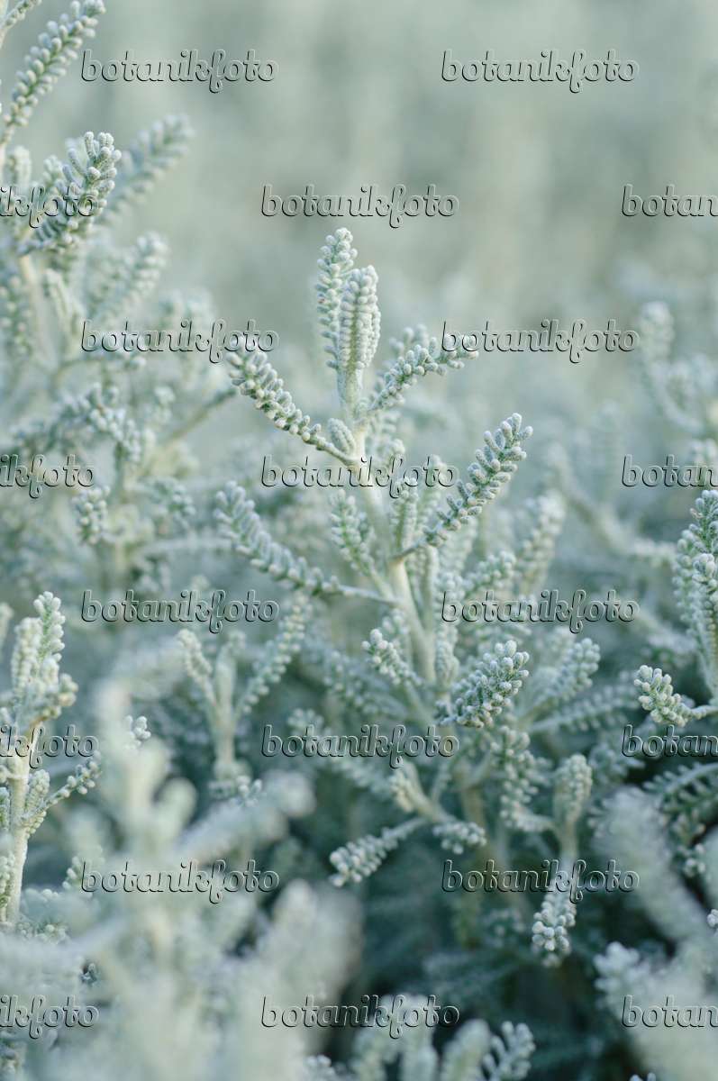 Image Lavender cotton (Santolina chamaecyparissus) - 476016 - Images of ...
