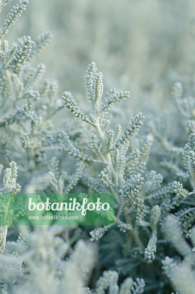 Image Lavender cotton (Santolina chamaecyparissus) - 476016 - Images of ...