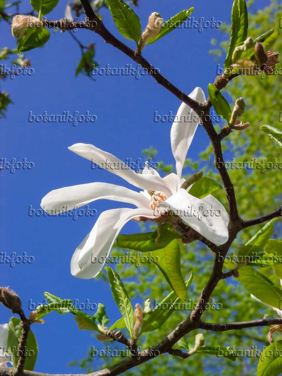 400144 - Magnolia (Magnolia x loebneri)