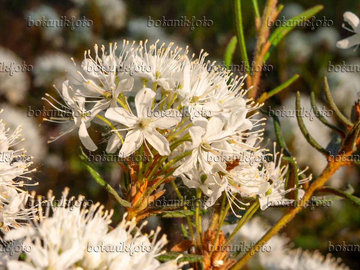 448054 - Marsh Labrador tea (Ledum palustre syn. Rhododendron tomentosum)